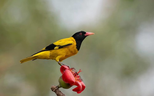 Black-hooded Oriole (Oriolus xanthornus) perched near a red flower, sreepur, Gazipur, bangladesh