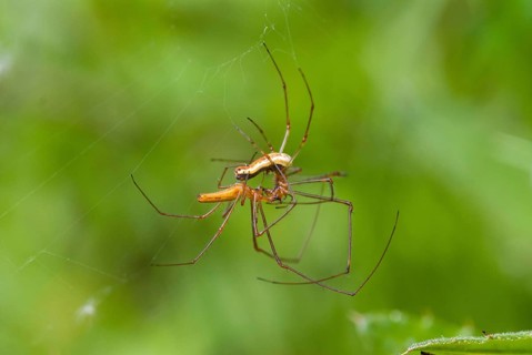 Arachnids, extensor spider, tetragnatha spec, arthropod, Bulgaria, couple, arthropods, copula,