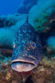 A dusky grouper (Epinephelus marginatus) (Mycteroperca marginatus) with dark spots in a rich