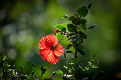 Bright red hibiscus flower against green background, Malfa, Salina, Aeolian or Lipari Islands,