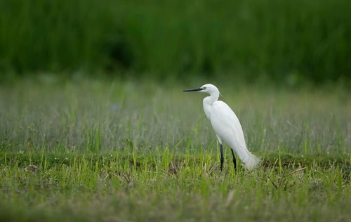 Little Egret (Egretta garzetta) standing in a green meadow, Sreepur, Gazipur, Bangladesh