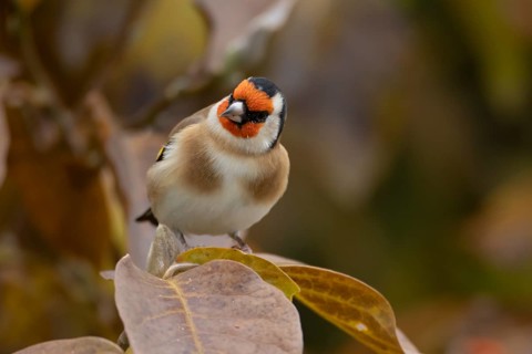 European goldfinch (Carduelis carduelis) adult garden bird in a magnolia tree with autumn colour