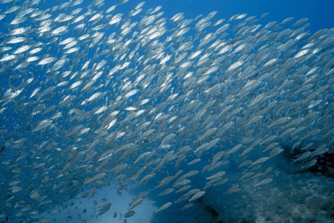 A dynamic school of European sardines (Sardina pilchardus) swims through the clear blue waters of