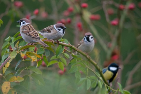 Tree Sparrow, Great Tit, Dog Rose, Great Tit, Parus Major, Passer Montanus, Rosa Canina, Rosaceae,