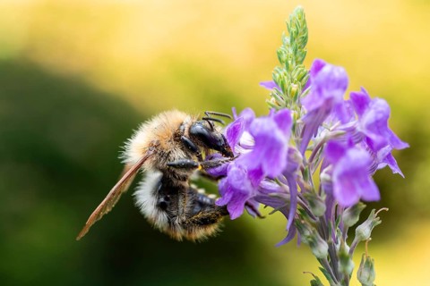 Macro photograph: Hairy-Footed Flower Bee (Anthophora plumipes) on a purple flower of the toadflax,