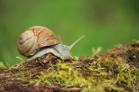 A snail moves calmly across moss-covered bark in natural light, a Roman snail (Helix pomatia) on
