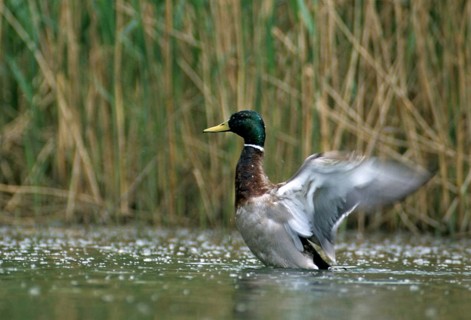 Anas platyrhynchos, mallard, mallard, anatidae, birds, breeding plumage, ducks, ducks, duck birds,