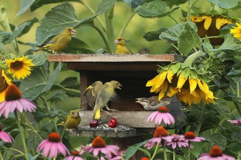 Greenfinches (Chloris chloris) at the bird feeder in the summer garden, one is attacking a young
