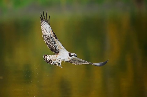 An osprey (Pandion haliaetus) flies over a lake with a fish caught in its talons, North