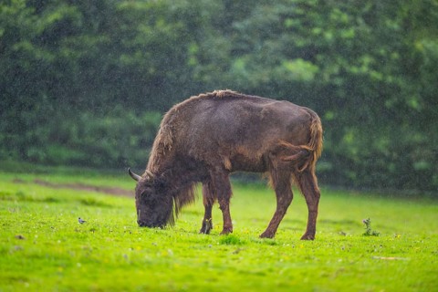 European bison (Bison bonasus) on a meadow on a rainy day in spring, Bavarian Forest, Germany