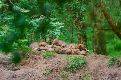 Wolf cubs sleeping together on a mound in the forest, wolf (Canis lupus), Germany