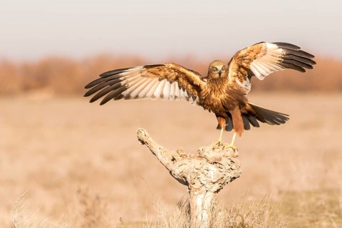 Western Marsh Harrier (Circus aeruginosus) male approaching a stump, Castile-La Mancha, Spain