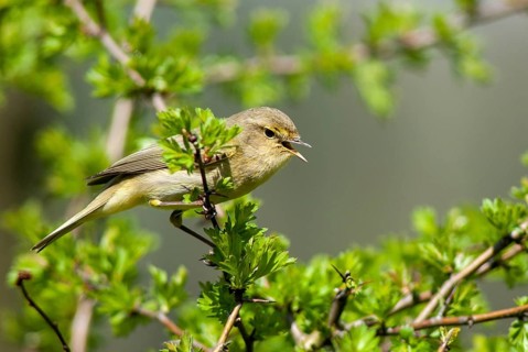 Chiffchaff, phylloscopus collybita, zilpzalp, birds, song, passeri, singing, songbirds, birds