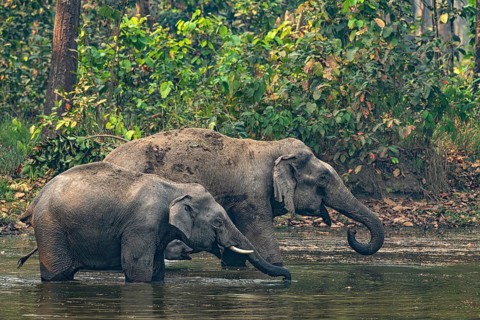 Elephants at a watering hole, Asian elephant, Elephas maximus, Bardia National Park, jungle,