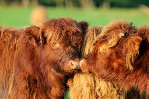 Friends. Early one sunny morning, two Highland calves (Bos primigenius taurus) stand head to head