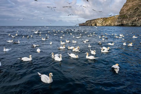 Northern gannets (Morus bassanus) swimming off the cliffs of the island of Noss, Shetland Islands,
