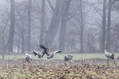 Cranes (Grus grus), Fischerhuder Wümmeniederung, Lower Saxony, Germany