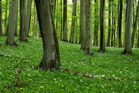 An idyllic forest of European beech trees (Fagus sylvatica) with green foliage in spring,
