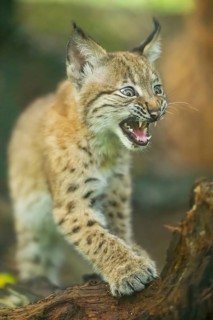 Eurasian lynx (Lynx lynx) youngster (cub) sharpens its claws on an old rotten tree trunk in a