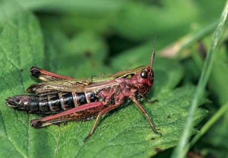 Grasshoppers, large heather grasshoppers, panzers grasshoppers, stenobothrus lineatus,