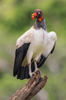 King Vulture (Sarcoramphus papa) perched on a branch in Costa Rica