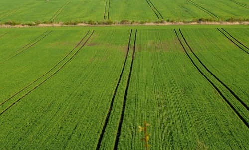 Agriculture, industrial agriculture, intensive agriculture, landscape, agriculture