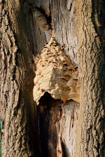 Hornets (Vespa crabro), nest on a tree trunk, hornet's nest, North Rhine-Westphalia, Germany