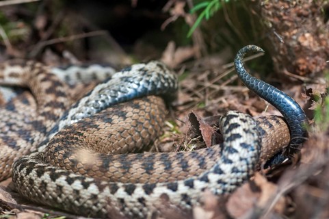 European adder, European viper, venomous snake, vipera berus, critters, female, poisonous reptiles,