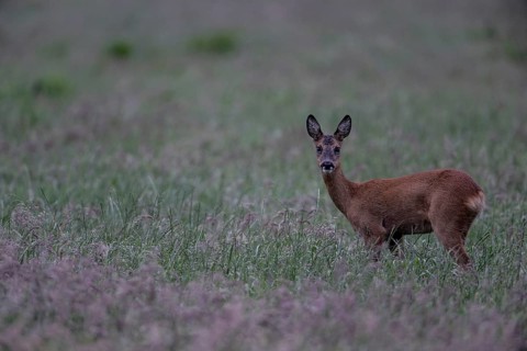 Roe deer (Capreolus capreolus) in a meadow, Lower Saxony, Germany