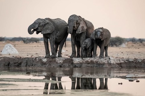 Animal family with baby elephant, African elephants (Loxodonta africana), drinking at the