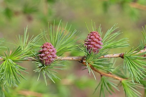 Female flowers of larch (Larix decidua), growing into cones, close-up, spring, Wilnsdorf, North