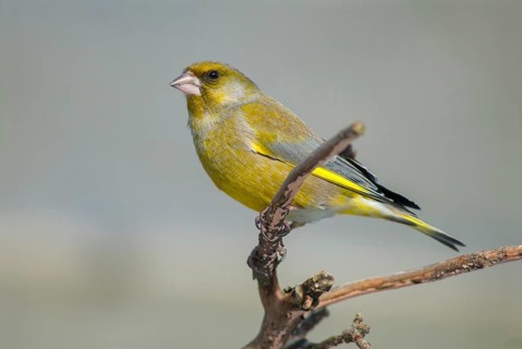 Carduelis chloris, chloris chloris, greenfinch, greenfinch, greenfinch, birds, male, passeri,