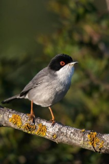 Granelli, Italy, Pantani Cuba and Longarini, velvet warbler, Sardinian warbler, Sylvia