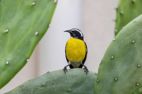 Sugarbird (Coereba flaveola), Curacao