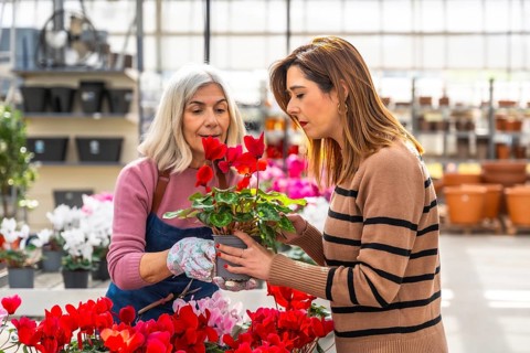 Mature florist assisting young woman customer choosing vibrant cyclamen flowers, holding a pot with