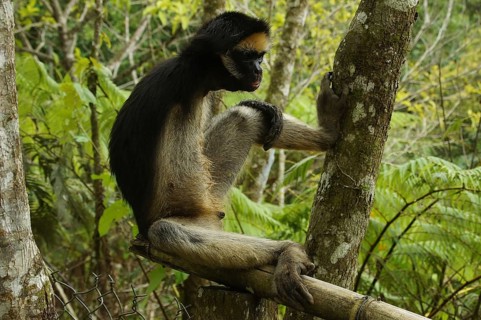 Golden-fronted spider monkey (ateles belzebuth) sitting on a branch in the dense green forest,