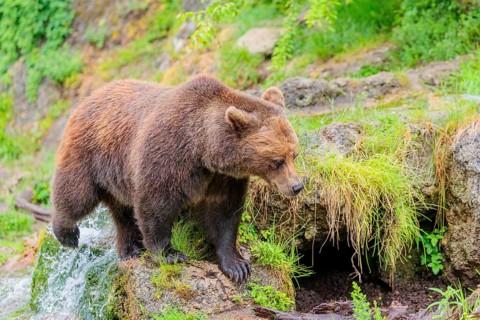 A female brown bear (Ursus arctos arctos) is walking through dense vegetation in hilly terrain,