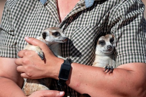 Woman holding a meerkat (Suricatta suricata) in her hands, meerkat breeding centre, Northern Cape,