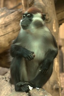 Red-crowned mangabey (Cercocebus torquatus), captive, Germany