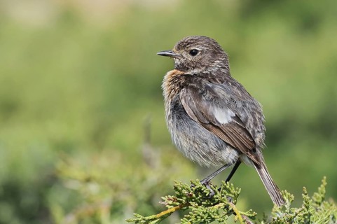 Stonechat (Saxicola rubicola), female, Algarve, Portugal