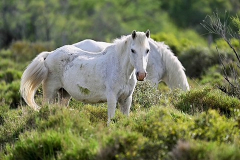 Two Camargue horses (Equus caballus), standing in a meadow, Saintes-Marie-de-la-Mer, Camargue,