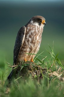 Falco vespertinus, red-footed falcon, red-footed falcon, birds, falconiformes, falcons, birds of
