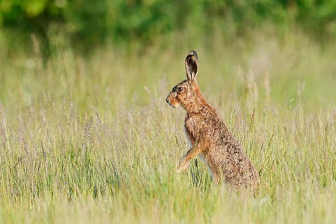 A brown hare (Lepus europaeus) stands upright in a wild meadow, North Rhine-Westphalia, Germany