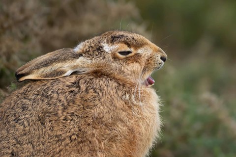 European brown hare (Lepus europaeus) adult sleepy animal yawning in grassland, England, United