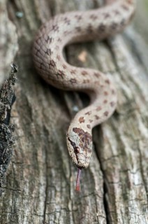 Coronella Austriaca, Black Snake, Snake, Smooth Snake, Critters, High Size, Portrait, Reptilia,