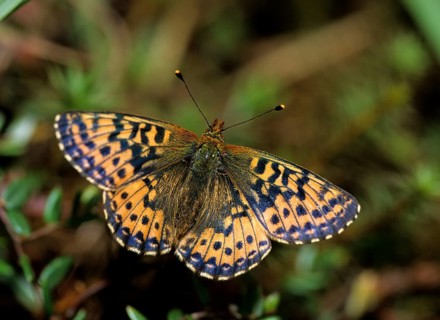 Boloria aquilonaris, cranberry fritillary, high moor mother-of-pearl butterfly, cranberry moth,