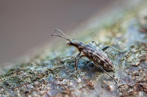 Small pintrestle, rhagium inquisitor, shotbuck, sensing pindeer, beetle, coleoptera, insects,