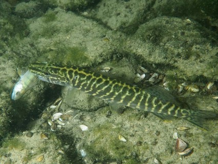 A pike (Esox lucius) with prey in its mouth over sandy bottom, surrounded by algae and mussel