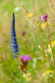 Blue willow, brownroot, pseudolysimachion spicatum, scrophulariaceae, spiked speedwell, flora, high
