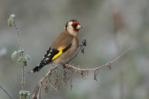 European goldfinch (Carduelis carduelis) adult bird on a frost covered nettle plant in winter,